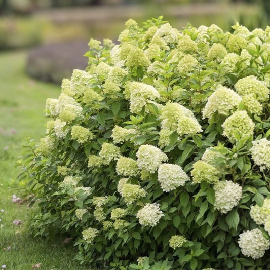 Limelight Hydrangea Paniculata Cuttings 6-10 Inch Live Plant Flowering Shrubs Garden Landscape