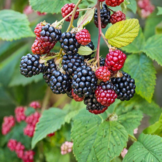 Sawtooth Giant Blackberry Plant 5-Pack Thorny Rubus fruticosus Live Bare Root Starter Plant High Yield