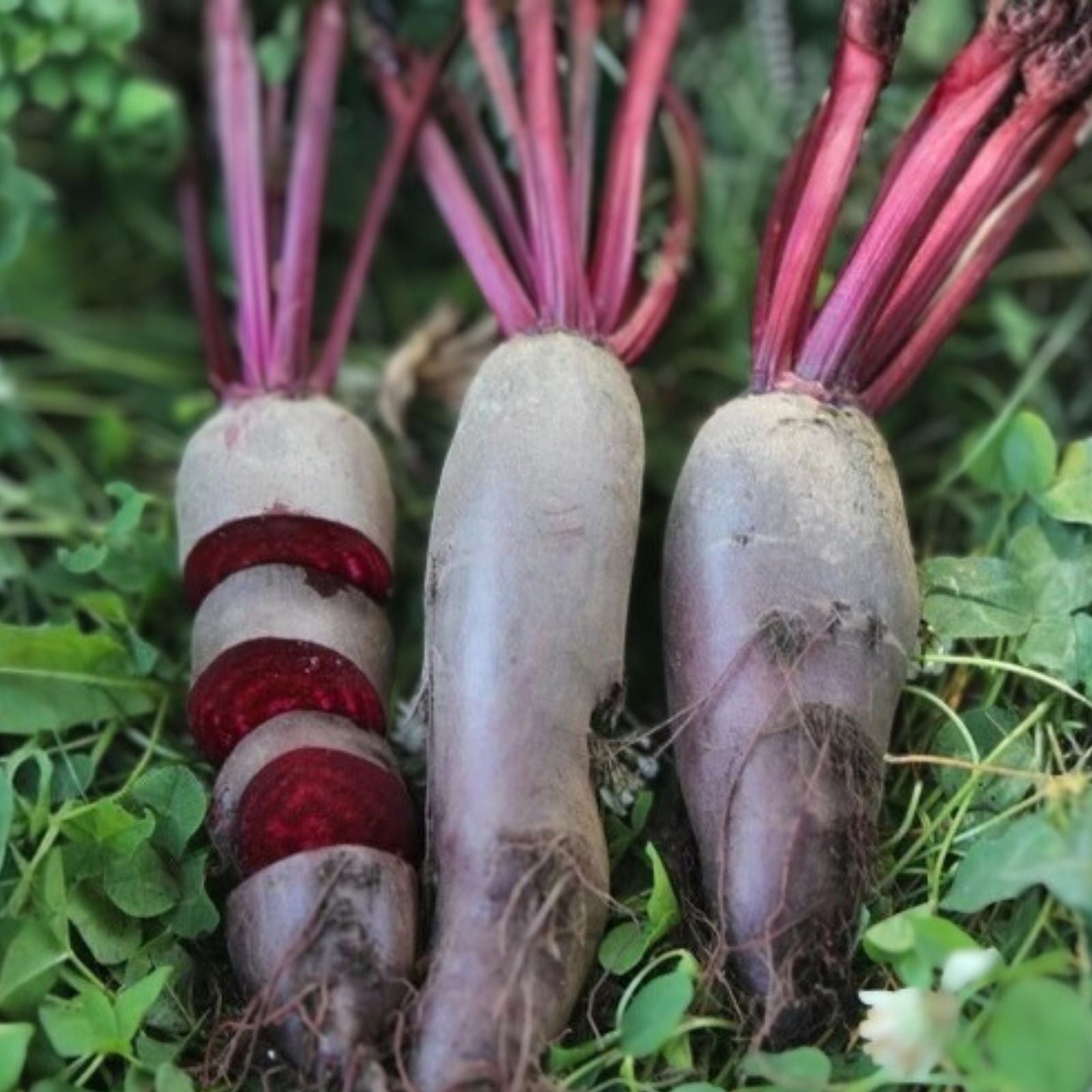 Beet Seeds Non-GMO Organic Cylindra Beta vulgaris Vegetable Seeds for Home Garden, Starter Plant, Live or Bare Root