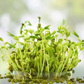 Organic Mung Bean Seeds 2 oz for Sprouts | Edible Vigna radiata | Live Plant-Based Protein | Organic Sprouting Seeds