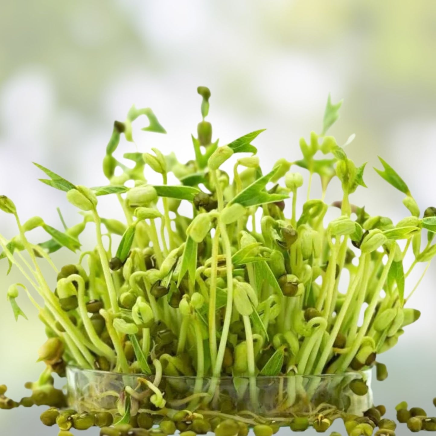 Organic Mung Bean Seeds 2 oz for Sprouts | Edible Vigna radiata | Live Plant-Based Protein | Organic Sprouting Seeds