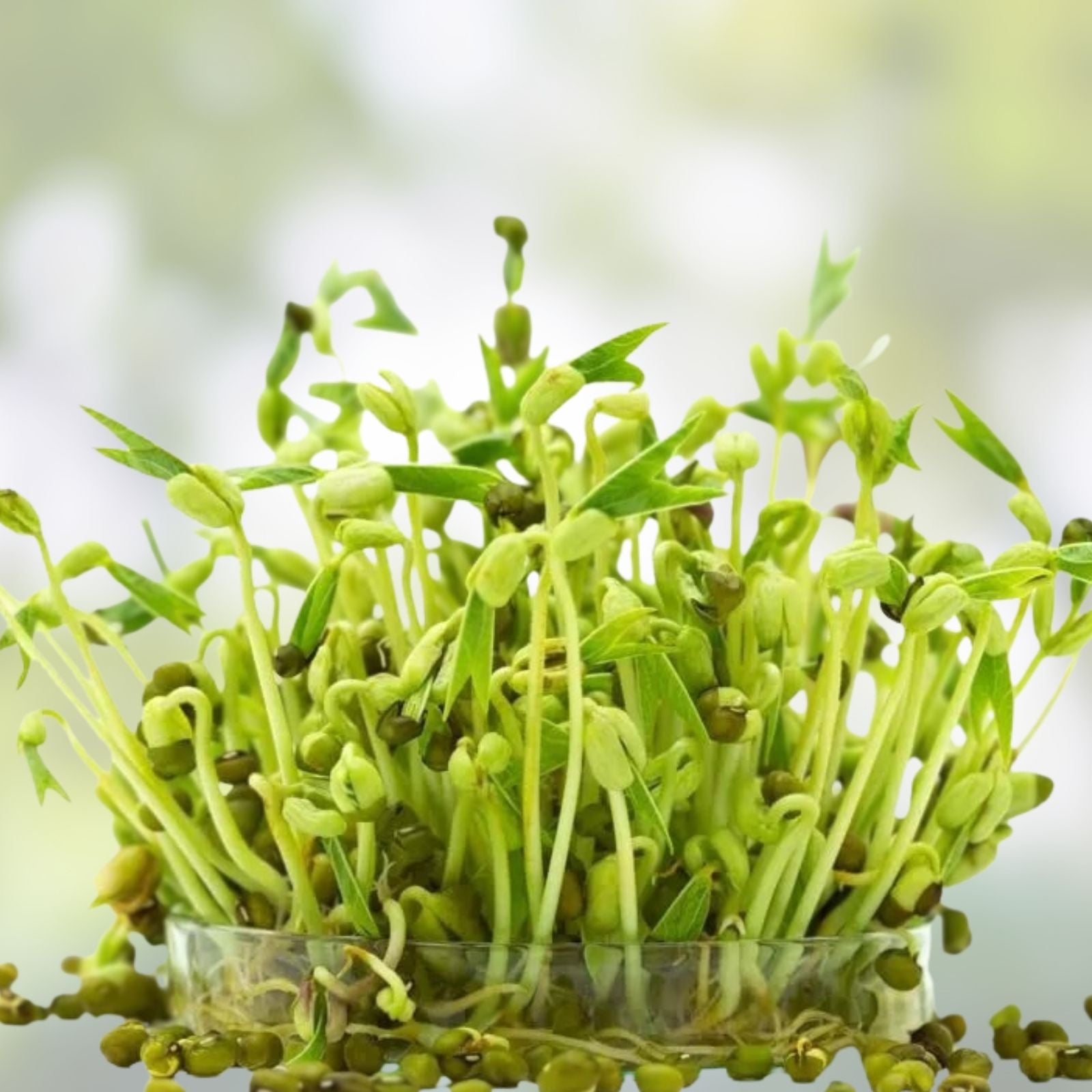 Organic Mung Bean Seeds 2 oz for Sprouts | Edible Vigna radiata | Live Plant-Based Protein | Organic Sprouting Seeds