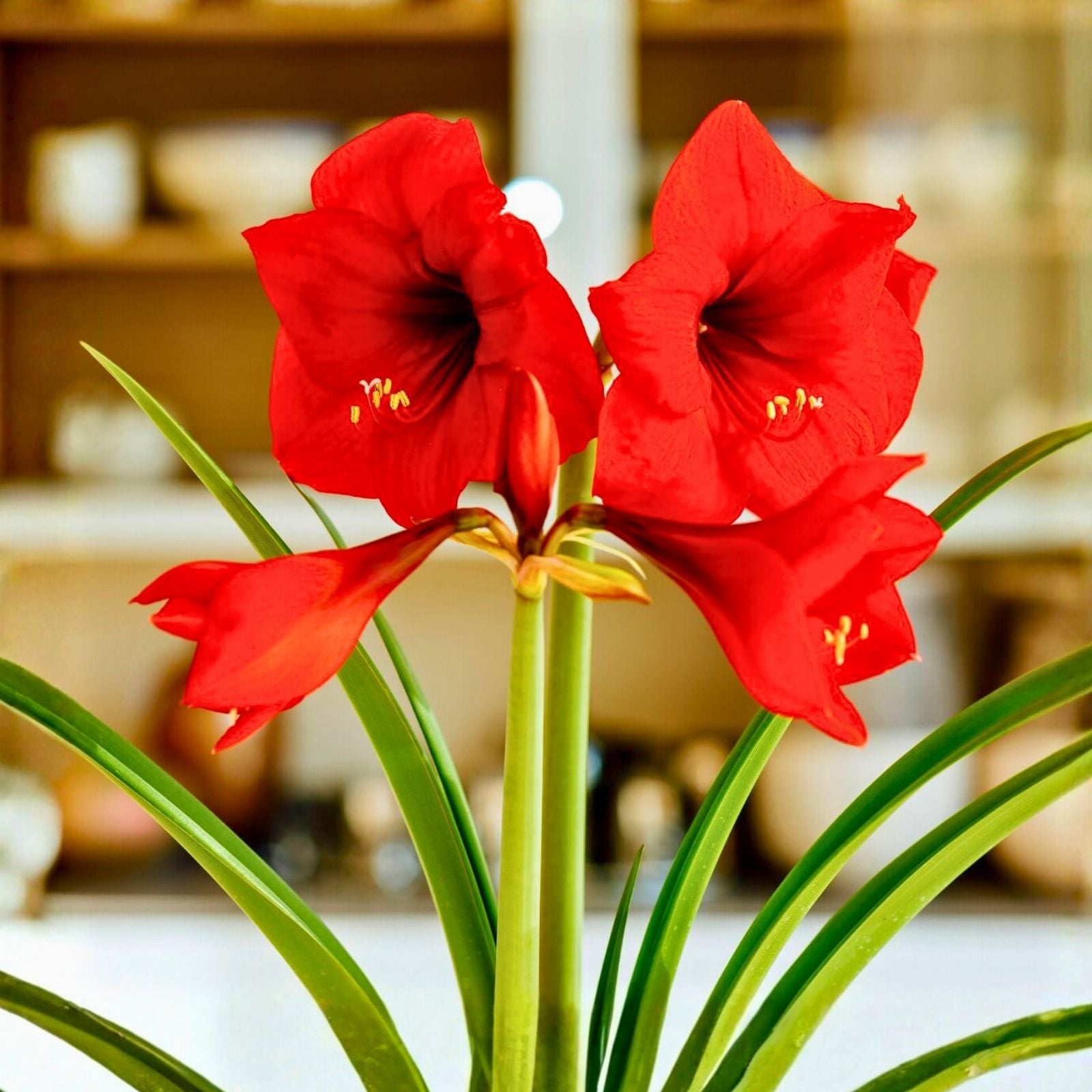 Red Amaryllis Bulb Large Bloom Hippeastrum Live Flower Plant Holiday Gift Houseplant Starter