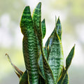 Sansevieria Lancia Cuttings, Indoor Snake Plant Trimmings, Live Plant Propagation, Sansevieria trifasciata, Houseplant, Starter Plant