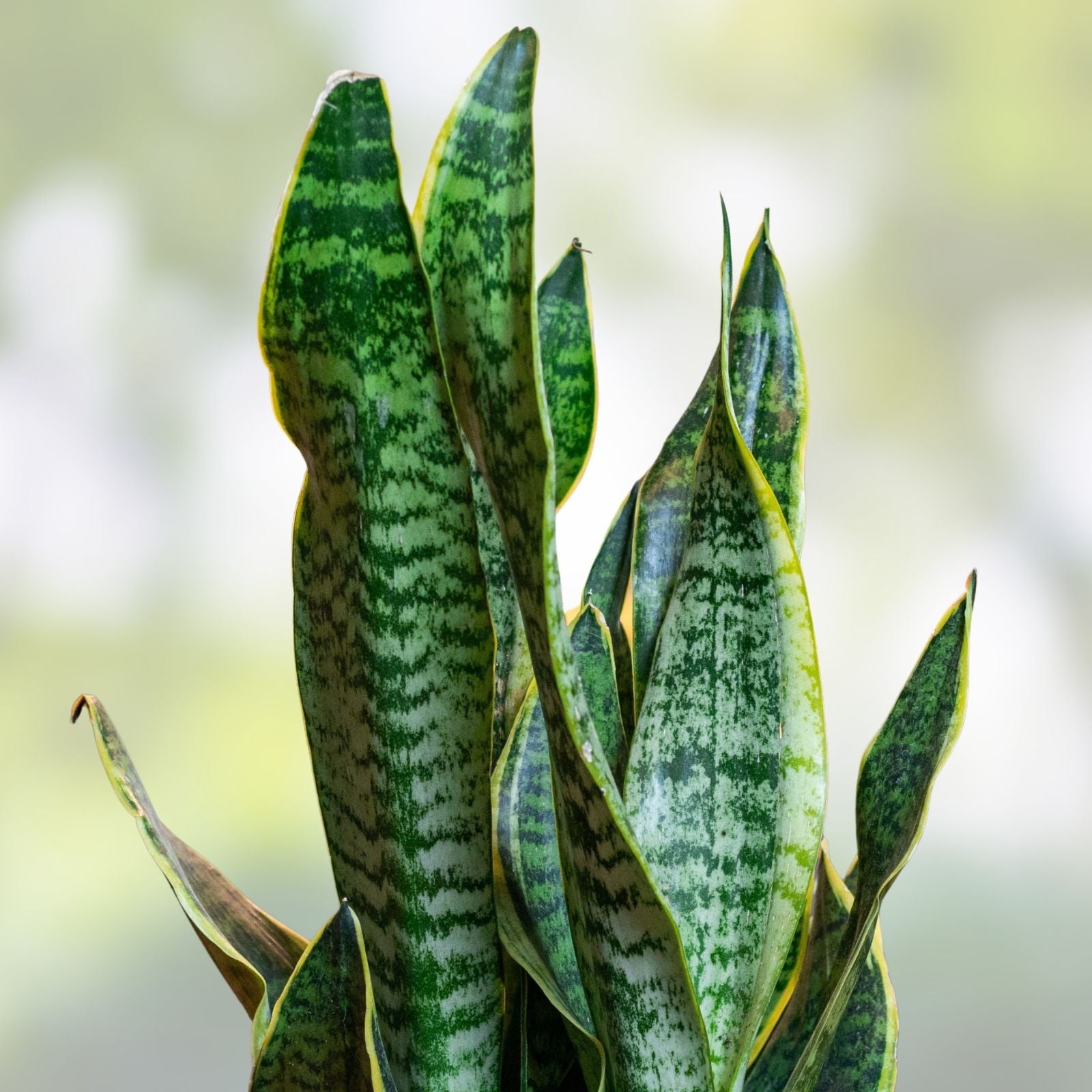 Sansevieria Lancia Cuttings, Indoor Snake Plant Trimmings, Live Plant Propagation, Sansevieria trifasciata, Houseplant, Starter Plant