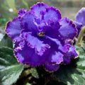 African Violet Blue Dragon Leaf Plant - Saintpaulia ionantha - Live Starter Plant, Double Blue Flowers, Houseplant, Indoor Plant