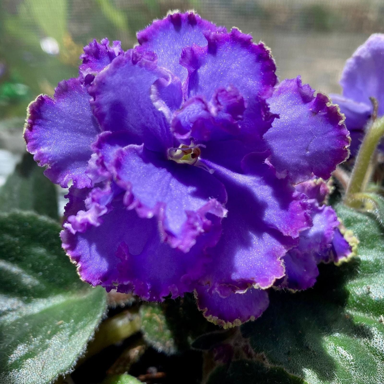 African Violet Blue Dragon Leaf Plant - Saintpaulia ionantha - Live Starter Plant, Double Blue Flowers, Houseplant, Indoor Plant