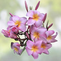 Pink Plumeria Cutting 8-12" Unrooted Tropical Flowering Garden Plant Live Houseplant