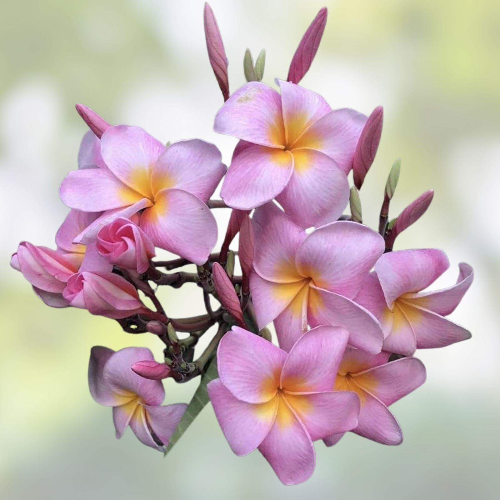 Pink Plumeria Cutting 8-12" Unrooted Tropical Flowering Garden Plant Live Houseplant