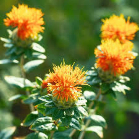 Zanzibar Carthamus Seeds 20 Organic Safflower Flower Seeds Live Plant Cutting Bare Root Starter Plant Free Shipping