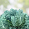 Senecio Mandraliscae Blue Chalk Sticks Succulent Cuttings – 5" Live Plants – Drought-Tolerant Indoor Decor – bloomhavennursery