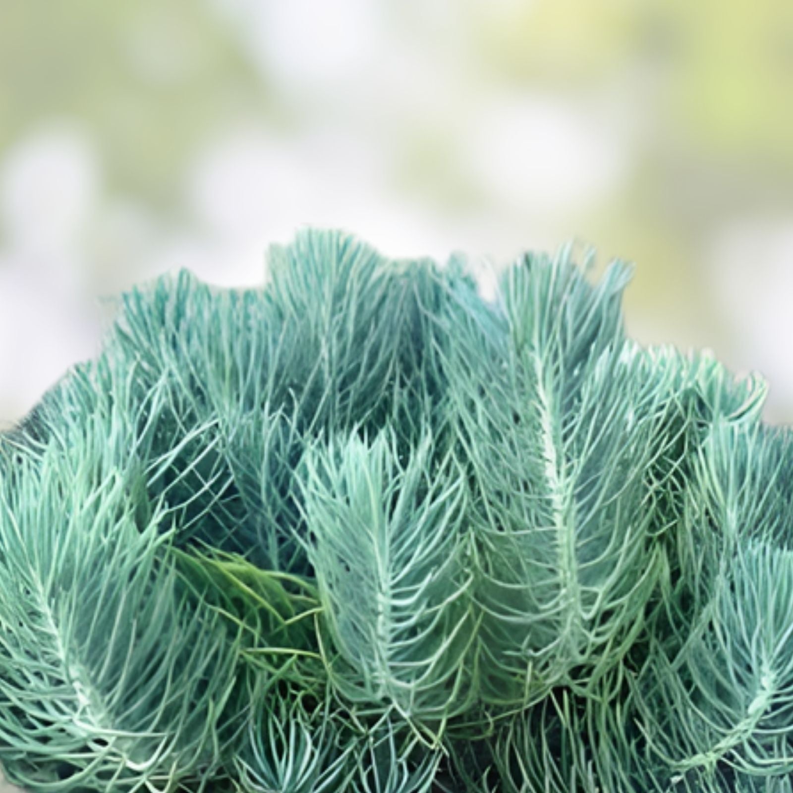 Senecio Mandraliscae Blue Chalk Sticks Succulent Cuttings – 5" Live Plants – Drought-Tolerant Indoor Decor – bloomhavennursery