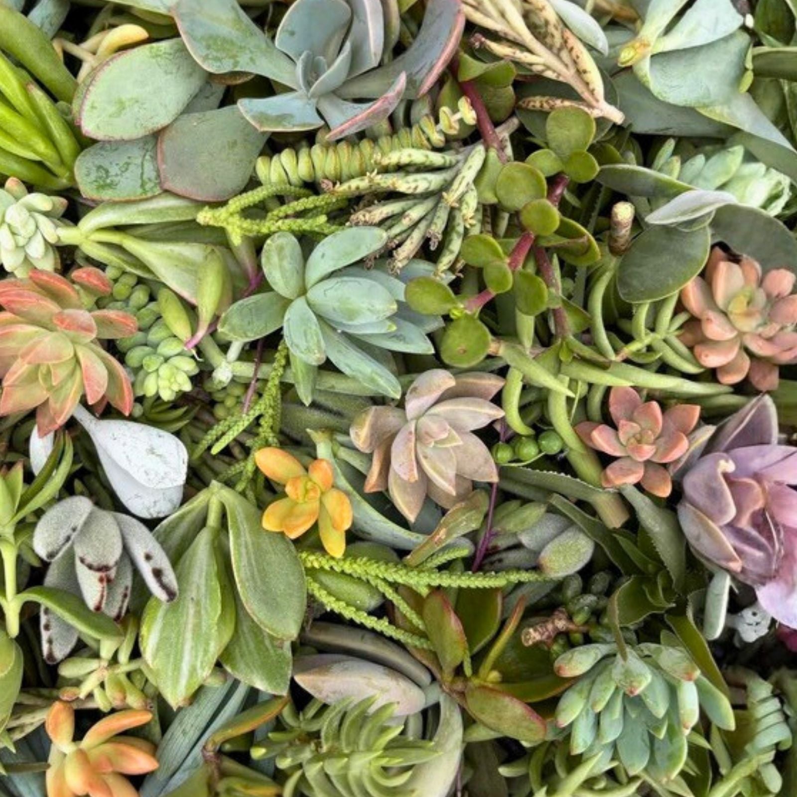 Organic Succulent Cuttings 12-Pack Assorted Varieties Echeveria Sedum Aloe Vera Live Plants for DIY Planters Home Decor