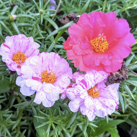 Moss Rose Cuttings Princess Pink Portulaca Grandiflora Succulent Live Plant Propagation Bare Root Starter