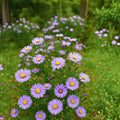 Giant California Aster Seeds Perennial Flower Seeds Bright Blooms Live Plant Cutting Bare Root Starter Plant