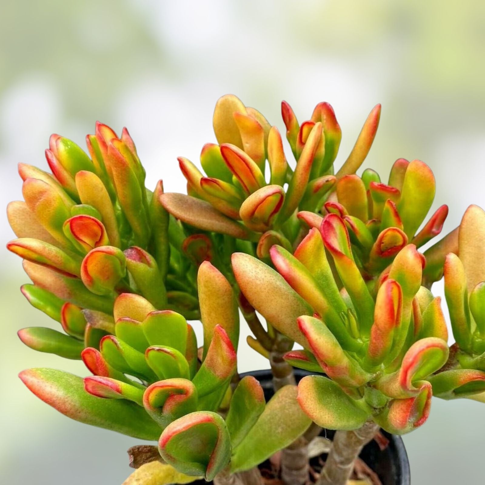 Rainbow Variegated Elephant Bush Dwarf Jade Plant Cuttings – 2 Unrooted 4-Inch Crassula perfoliata var. falcata