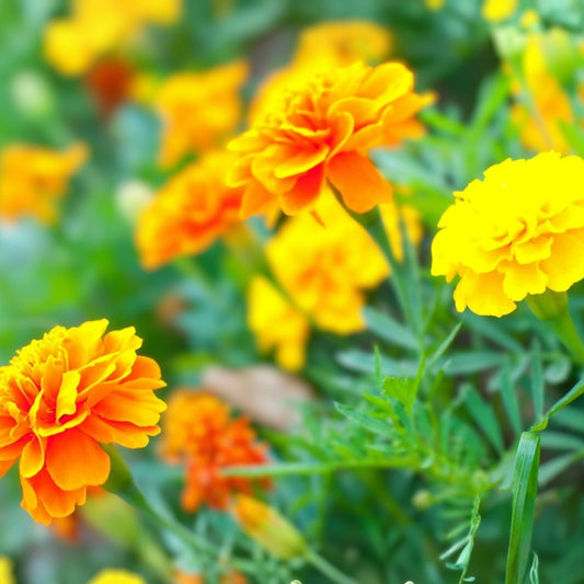 Marigold Seeds Multi-Color Flower Seeds for Garden Planting | Tagetes erecta & Tagetes patula | Easy to Grow