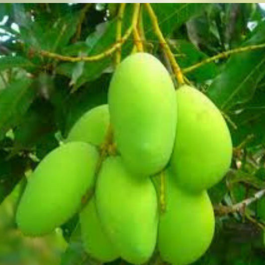 Mango Grafting Cuttings Venus Variety Live Plant Fruit Tree Propagation Bare Root Starter Mangifera indica