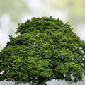 Sycamore Tree Set of 2 Bare Root Live Plants 18+ Inches Deciduous Landscaping Trees Platanus occidentalis