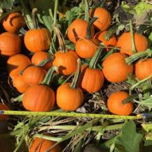 Half Pint Pumpkin Seeds for Planting – Decorative Crafting Variety, 10 Seeds, Cucurbita pepo