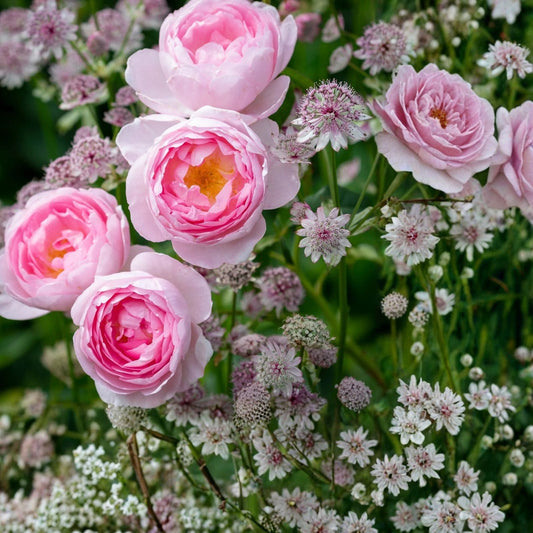 Live Rose Cuttings Scepter'd Isle David Austin 5-8" Unrooted Starter Plant for Garden Floral Arrangements
