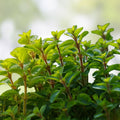 Sweet Marjoram Seeds Heirloom Non-GMO Culinary Herb Majorana hortensis 50+ Live Plant Cutting Starter Herb for Gardening Cooking
