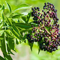 Elderberry Cuttings 5-Pack | Sambucus nigra Organic Live Plant Starter Bare Root Gardening Supplies