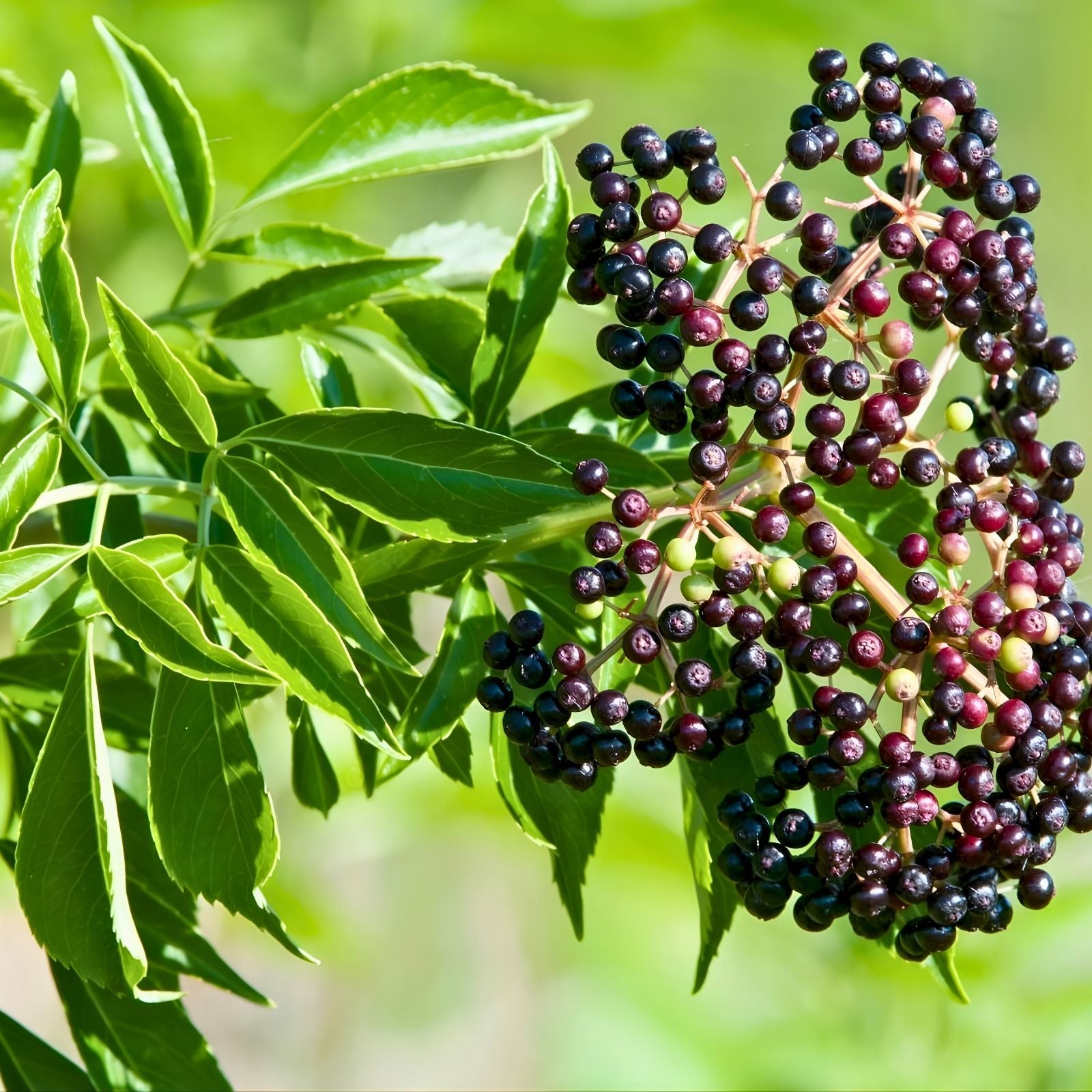 Elderberry Cuttings 5-Pack | Sambucus nigra Organic Live Plant Starter Bare Root Gardening Supplies