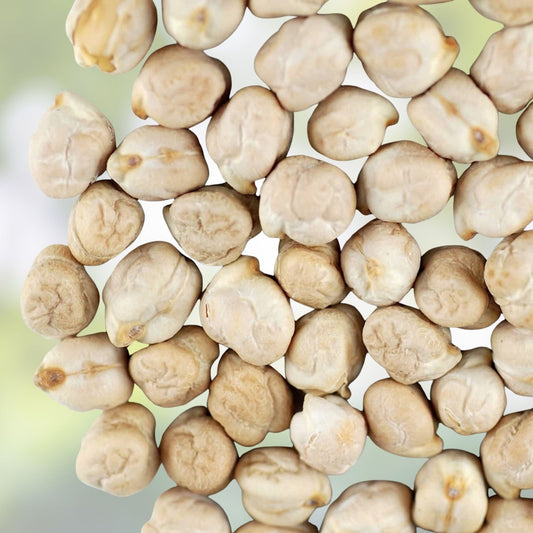 Organic Garbanzo Bean Seeds - Non-GMO Chickpea Seeds for Planting, Edible Legume, Cicer arietinum, Fast Shipping