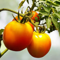 Golden Jubilee Heirloom Tomato Live Starter Plants Set of 2 4-6 Inches Solanum lycopersicum