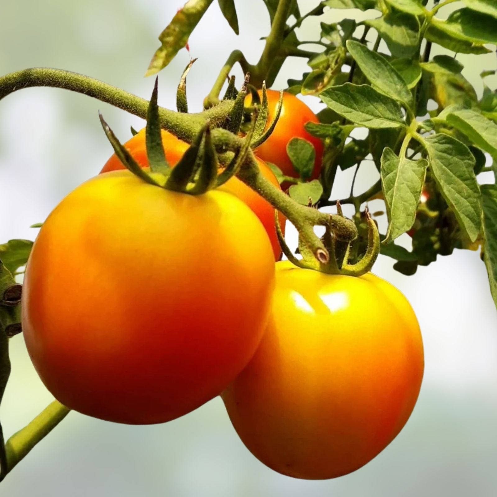 Golden Jubilee Heirloom Tomato Live Starter Plants Set of 2 4-6 Inches Solanum lycopersicum