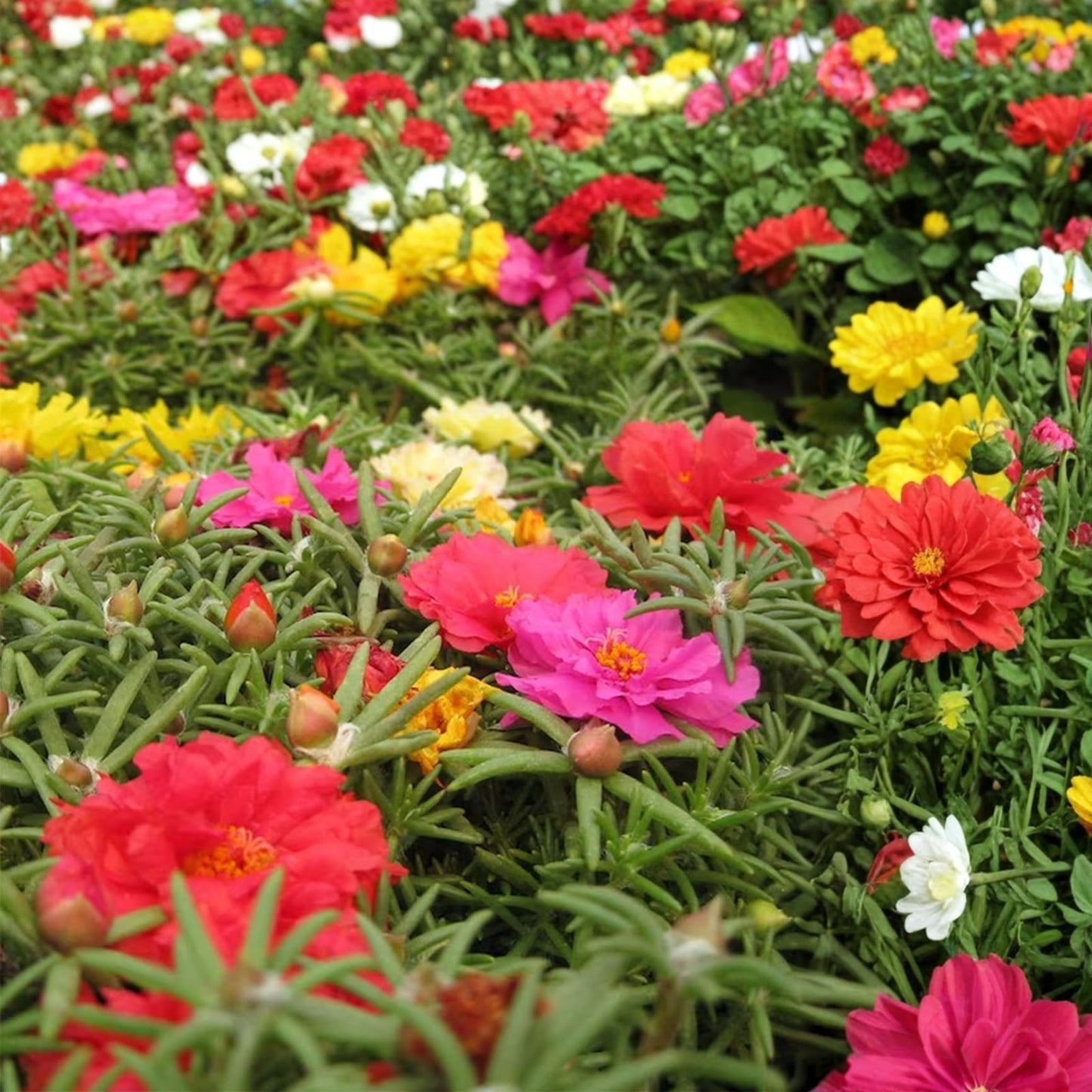 Moss Rose Cuttings Portulaca Grandiflora Mix Colorful Succulent Plant Live Starter Bare Root