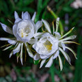 Night Blooming Cactus Cutting 24 Inches Long, Hylocereus undatus, Epiphyllum, Succulent Plant, Cactus Cutting, Fast Shipping