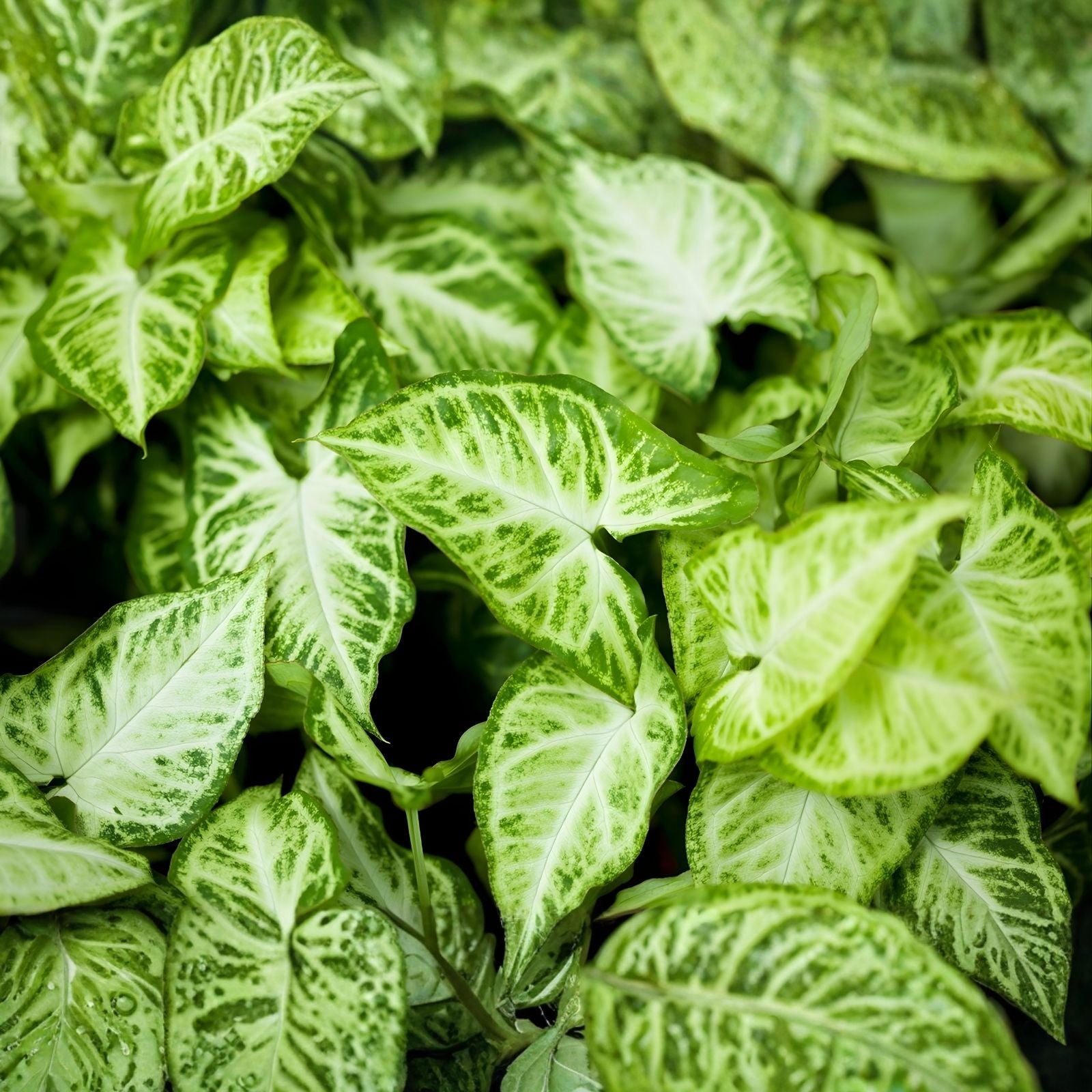 10 Arrowhead Vine Plants Syngonium podophyllum Indoor Houseplants Green Foliage Easy Care