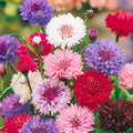 Dwarf Bachelor Button Seeds Polka Dot Mix 50 Colorful Flower Seeds Centaurea cyanus Live Plant Cutting