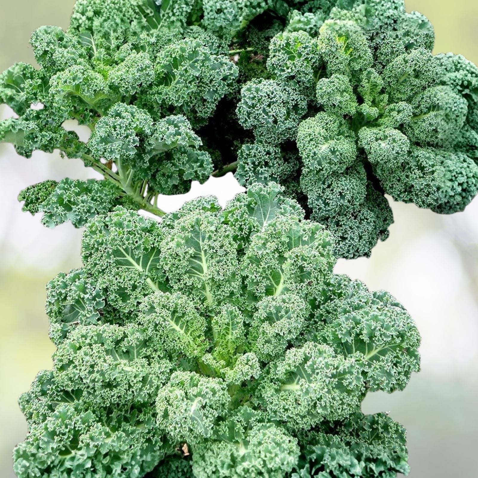 Kale Seeds Vates Blue Curled Scotch Non-GMO Organic Vegetable Garden Starter Plant Cutting