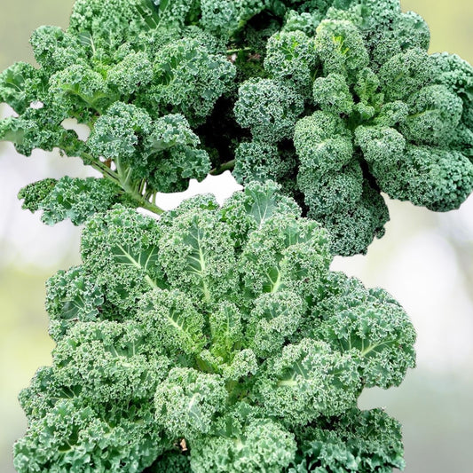 Kale Seeds Vates Blue Curled Scotch Non-GMO Organic Vegetable Garden Starter Plant Cutting