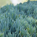 Blue Chalk Sticks Succulent Cutting | Senecio serpens | Live Plant, Easy Care, Unrooted, Starter Plant, Houseplant