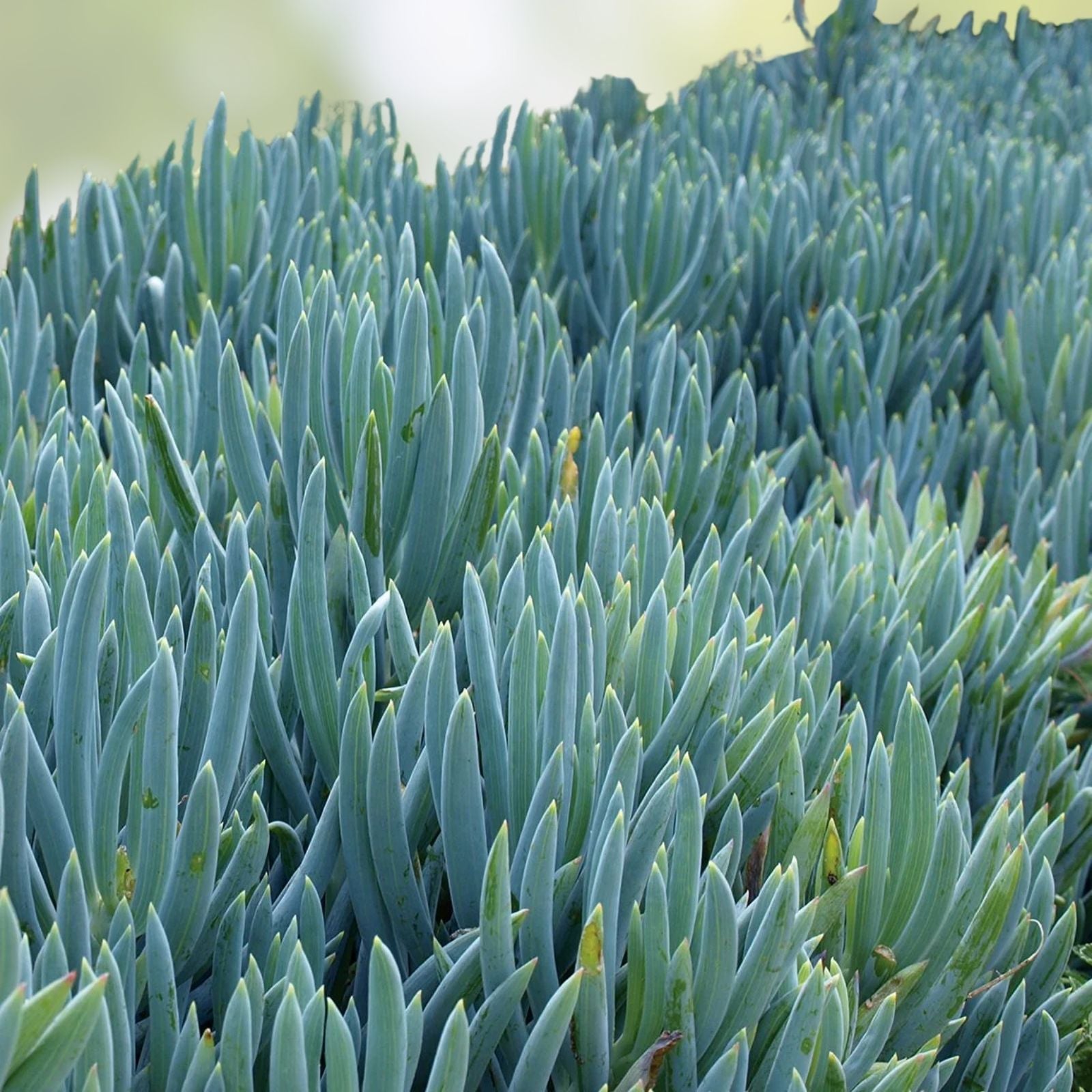 Blue Chalk Sticks Succulent Cutting | Senecio serpens | Live Plant, Easy Care, Unrooted, Starter Plant, Houseplant