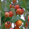 American Persimmon Tree Live Starter Plant 12-16" Diospyros virginiana Edible Fruit Wildlife Food