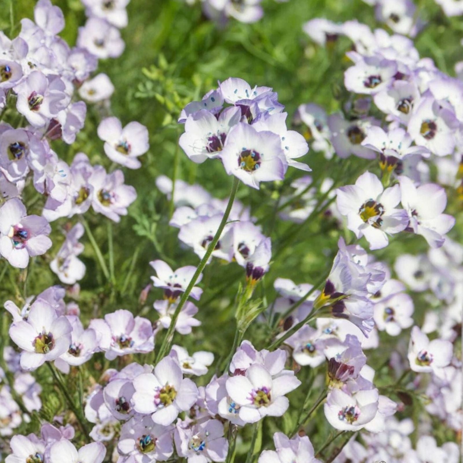 Anise Herb Seeds 50+ Heirloom Pimpinella anisum Culinary Spice Plant Starter Pack for Cooking and Gardening