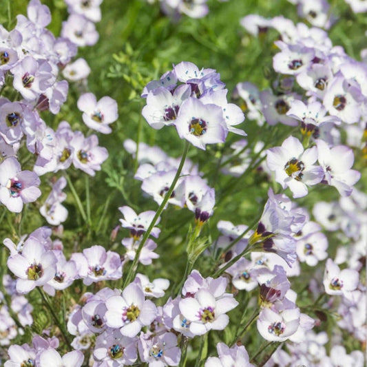 Anise Herb Seeds 50+ Heirloom Pimpinella anisum Culinary Spice Plant Starter Pack for Cooking and Gardening