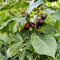Fig Tree Cuttings 9 Varieties Ficus carica Live Plant Propagation Starter Bare Root Houseplant