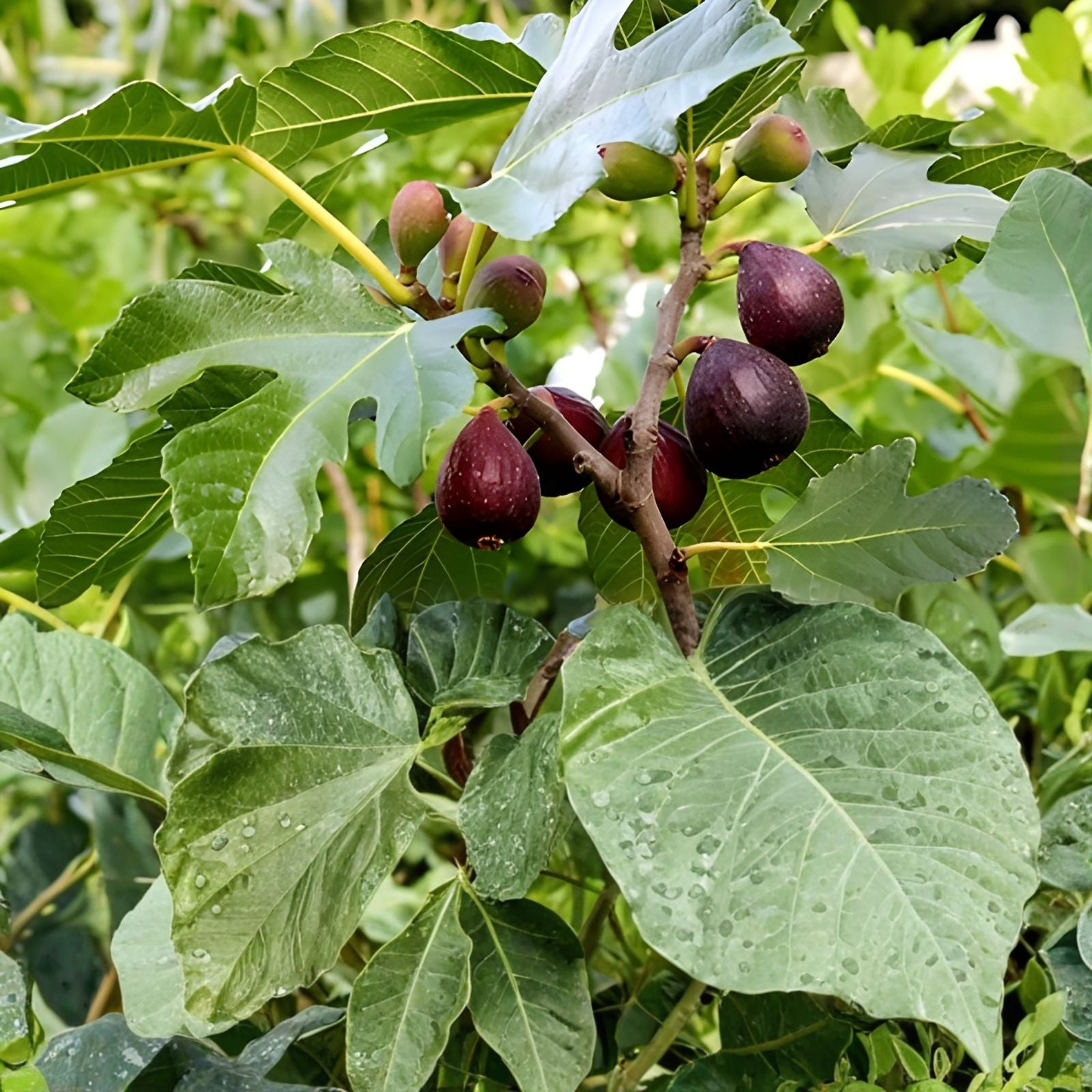 Fig Tree Cuttings 9 Varieties Ficus carica Live Plant Propagation Starter Bare Root Houseplant
