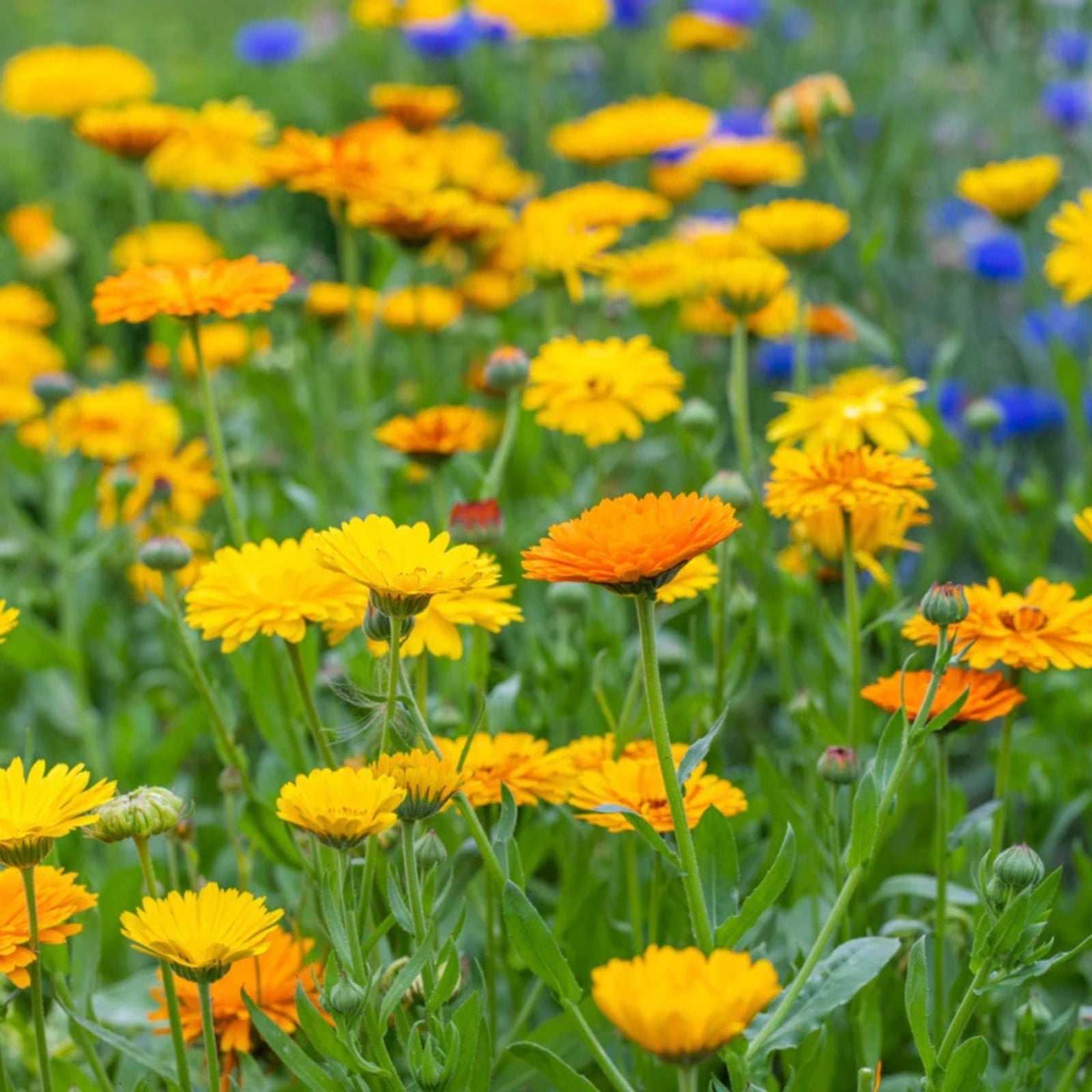 Calendula officinalis Seeds 50 Pack Pacific Beauty Mix Flower Seeds for Garden Planting, Live Plant, Cutting, Bare Root, Starter Plant