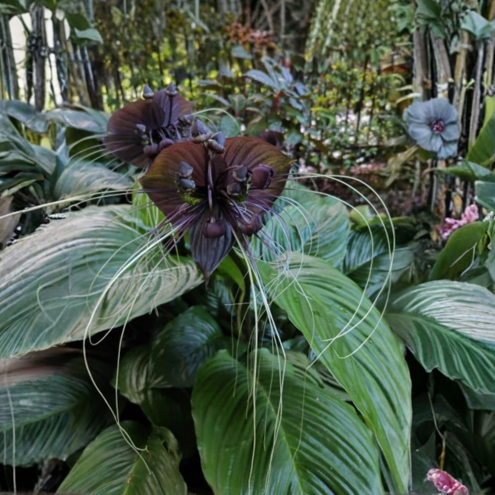 Black Bat Flower Plant Starter Tacca chantrieri Small Rooted Live Indoor Houseplant