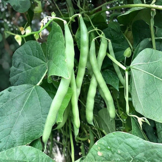 Heirloom Bean Seeds Mix Collection – Organic Non-GMO Garden Seed Set for Home Gardening, Starter Plants, Live Seeds