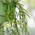 Hoya linearis Cutting 3" Rooted Plant Houseplant Easy Care Greenery Unique Indoor Plant