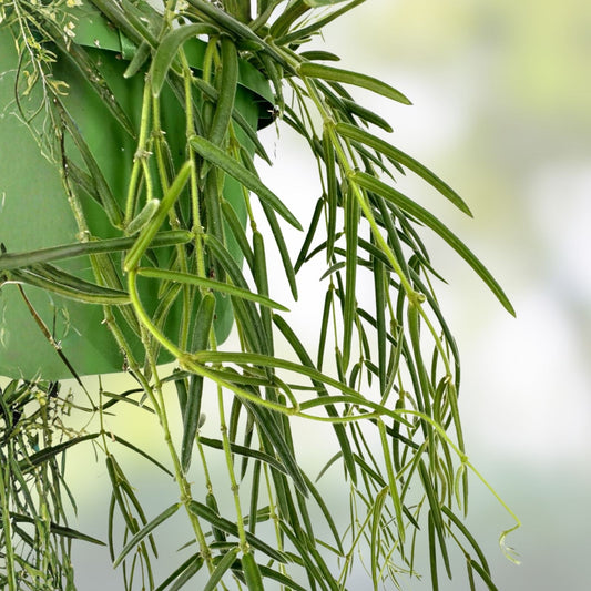 Hoya linearis Cutting 3" Rooted Plant Houseplant Easy Care Greenery Unique Indoor Plant