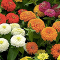 California Giant Zinnia Seeds 200 Organic Zinnia elegans Flower Seeds for Garden, Cut Flowers, Live Plant, Starter Plant, USA Grown
